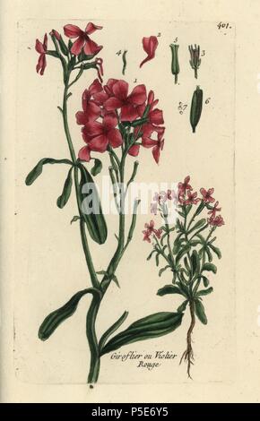 Hoary stock, Matthiola incana. Handcoloured botanical drawn and engraved by Pierre Bulliard from his own 'Flora Parisiensis,' 1776, Paris, P. F. Didot. Pierre Bulliard (1752-1793) was a famous French botanist who pioneered the three-colour-plate printing technique. His introduction to the flowers of Paris included 640 plants. Stock Photo