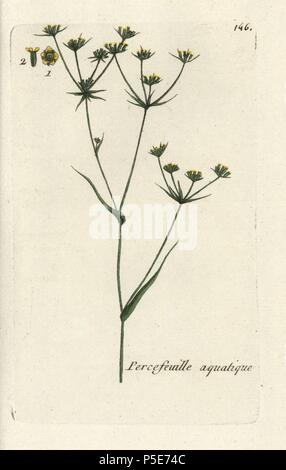 Hare's ear, Bupleurum rotundifolium junceum. Handcoloured botanical drawn and engraved by Pierre Bulliard from his own 'Flora Parisiensis,' 1776, Paris, P. F. Didot. Pierre Bulliard (1752-1793) was a famous French botanist who pioneered the three-colour-plate printing technique. His introduction to the flowers of Paris included 640 plants. Stock Photo