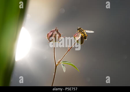 A European hoverfly, Helophilus pendulus, also called sun fly, sitting on dried flower heads at a pond with light reflection, Rhineland, Germany Stock Photo