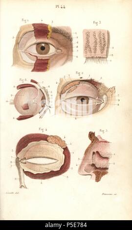 Sections of the eye socket and nasal cavity. Handcolored steel engraving by Davesne of a drawing by Leveille from Dr. Joseph Nicolas Masse's 'Petit Atlas complet d'Anatomie descriptive du Corps Humain,' Paris, 1864, published by Mequignon-Marvis. Masse's 'Pocket Anatomy of the Human Body' was first published in 1848 and went through many editions. Stock Photo
