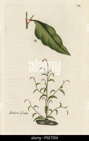 Water pepper, Polygonum hydropiper. Handcoloured botanical drawn and engraved by Pierre Bulliard from his own 'Flora Parisiensis,' 1776, Paris, P. F. Didot. Pierre Bulliard (1752-1793) was a famous French botanist who pioneered the three-colour-plate printing technique. His introduction to the flowers of Paris included 640 plants. Stock Photo