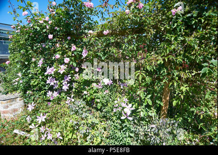 Clematis Montana and Old fashioned Roses growing against a garden wall in full sunlight during the summer in the UK. Stock Photo