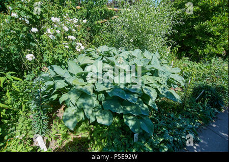 Large Hosta plant growing in a formal garden border Stock Photo