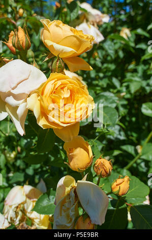 Rosa 'Simply the Best'. Orange Rose. Stock Photo