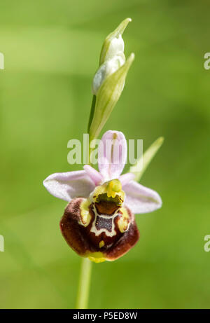 Late spider-orchid (Ophrys fuciflora), Blossom, Canton of Geneva, Switzerland Stock Photo