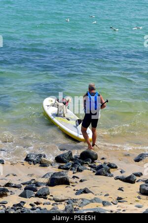 A dog going out to sea on a paddle board, St Ives,Cornwall,England,UK Stock Photo