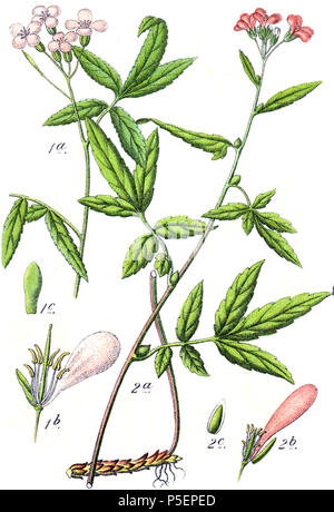 . The natural history of plants. Botany. 436 NATURAL HISTORY OP PLANTS ...