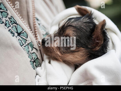 Cute four week old Yorkshire Terrier puppy wrapped in blanket Stock Photo
