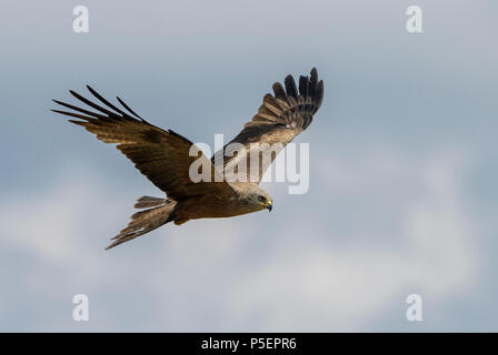 Black Kite - Milvus migrans, beautiful large raptor from Old World forests and hills, Eastern Rodope mountains, Bulgaria. Stock Photo