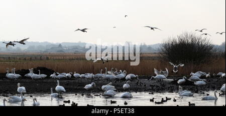 Whooper Swans at  Martin Mere Lancashire England. Stock Photo