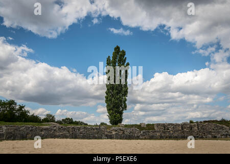 Fastigiate black poplar in front of old stone wall and dramatic sky in early summer Stock Photo