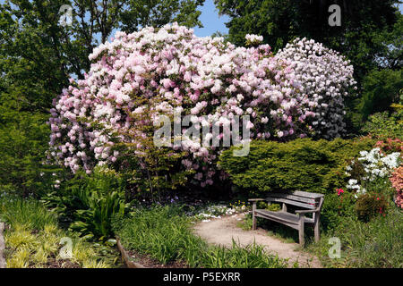 GARDEN SEATING AREA WITH RHODODENDRON PINK PEARL. AZALEA. Stock Photo