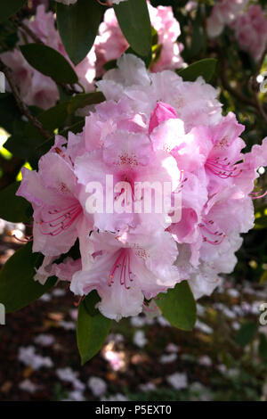 RHODODENDRON PINK PEARL. AZALEA. Stock Photo