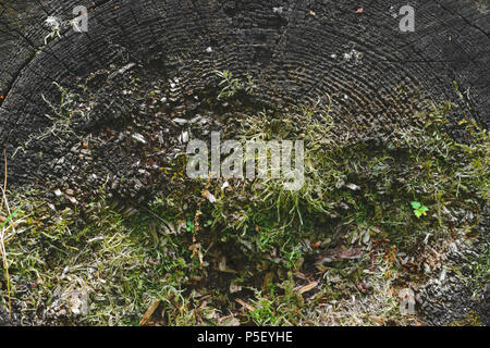 Background surface of very old grey wood stub with moss and grass growing from it Stock Photo
