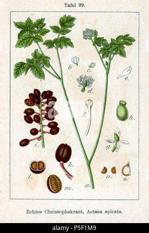 N/A. English: Actaea spicata L. Original Description Echtes Christophskraut, Actaea spicata  . 1796. Johann Georg Sturm (Painter: Jacob Sturm) 57 Actaea spicata Sturm05039 Stock Photo