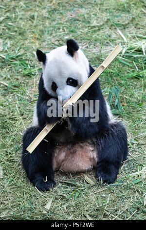 Portrait of an endangered black and white panda bear eating bamboo. Singapore. Stock Photo
