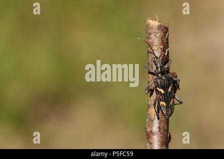 A beautiful Two-banded Longhorn Beetle (Rhagium bifasciatum) perching on a twig in woodland. Stock Photo