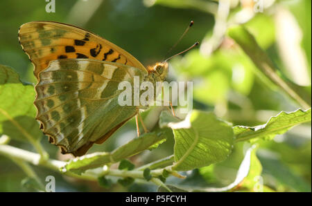 A beautiful  Silver-washed Fritillary Butterfly (Argynnis paphia) perching on a leaf in woodland. Stock Photo