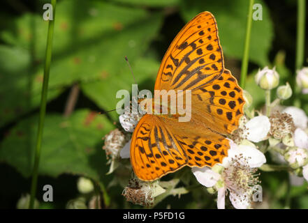 A stunning Silver-washed Fritillary Butterfly (Argynnis paphia) nectaring on a blackberry flower in woodland. Stock Photo