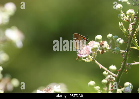 A pretty rare White-letter Hairstreak Butterfly (satyrium w-album) nectaring on a blackberry flower high in the bush. Stock Photo