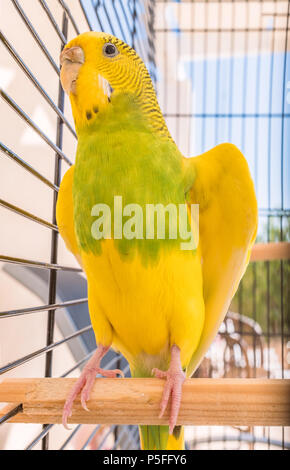 A pied green and yellow budgerigar parakeet cools off by opening, spreading her wings on a wooden perch in a cage in the garden on a summer day Stock Photo