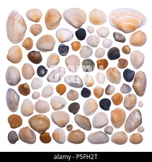 Creative layout of different sea shells on a white background. View from above. Stock Photo