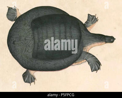 N/A. English: « Trionyx aegyptiacus var. indica » = Chitra chitra (Asian  narrow-headed softshell turtle)