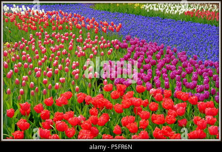 Myriad tulips in full and colourful bloom at Keukenhof gardens Holland Netherlands Stock Photo