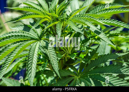 detail view of young cannabis plant Stock Photo