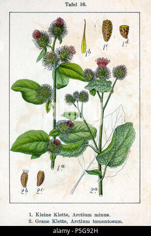 N/A. English: 1. Arctium minus (Hill) Bernh. s. l., 2. Arctium tomentosum Mill. Original Description 1. Kleine Klette, Arctium minus 2. Graue Klette, Arctium tomentosum  . 1796. Johann Georg Sturm (Painter: Jacob Sturm) 121 Arctium spp Sturm16 Stock Photo