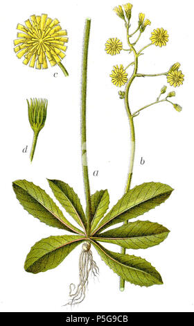 N/A. Crepis praemorsa (L.) Walther Original Caption Mauseohr-Pippau, Crepis praemorsa . 1796. Johann Georg Sturm (Painter: Jacob Sturm) 390 Crepis praemorsa Sturm53 Stock Photo