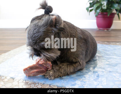 Raw diet for shih 2024 tzu