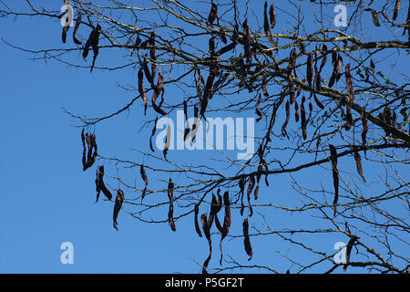 Bean pods of Honey Locust tree Stock Photo