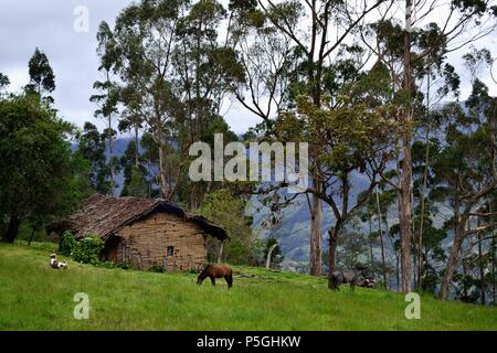 Traditional house in SAPALACHE ' Las Huaringas '  - HUANCABAMBA.. Department  of Piura .PERU                Stock Photo