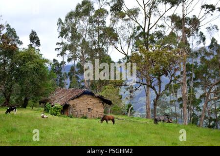 Traditional house in SAPALACHE ' Las Huaringas '  - HUANCABAMBA.. Department  of Piura .PERU                Stock Photo