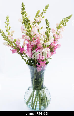 Pink snapdragon flowers in a vase on white background Stock Photo