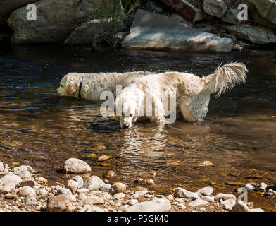 Platinum colored Golden Retriever dogs playing in the Little Arkansas River on a central Colorado Ranch; USA Stock Photo