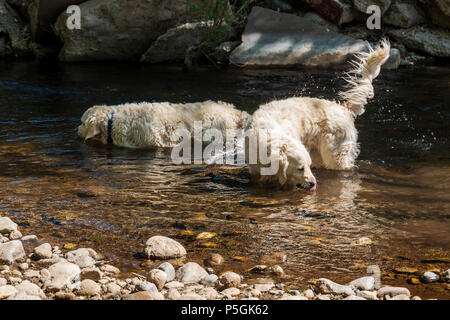 Platinum colored Golden Retriever dogs playing in the Little Arkansas River on a central Colorado Ranch; USA Stock Photo