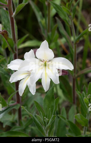 Gladiolus x colvillei ‘The bride’. Sword lily 'The Bride' flower Stock Photo