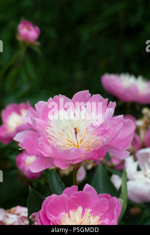 Paeonia Lactiflora 'bowl of beauty'.  Peony flower Stock Photo