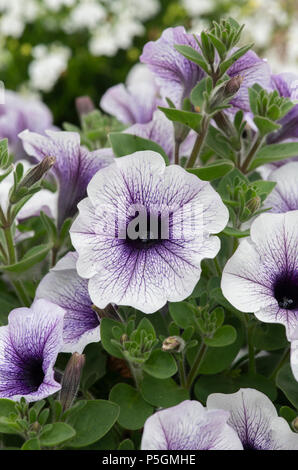 Petunia x hybrida ‘Sanguna blue vein’ flowers Stock Photo