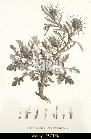 N/A. Español: Centaurea aegypciaca en Raffeneau-Delile, A., Flore d’Egypte, t. 49, 1813. 1813. Raffeneau-Delile, A. 261 C. aegyptiaca-1 Stock Photo