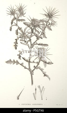 N/A. Español: Centaurea alexandrina en Raffeneau-Delile, A., Flore d’Egypte, t. 49, 1813. 1813. Raffeneau-Delile, A. 261 C.alexandrina-1 Stock Photo