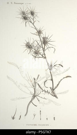 N/A. Español: Centaurea pallescens en Raffeneau-Delile, A., Flore d’Egypte, t. 49, 1813. 1813. Raffeneau-Delile, A. 261 C.pallescens-1 Stock Photo