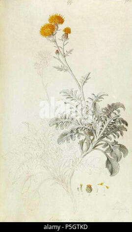 N/A. Español: Centaurea argentea frivald. ex Nyman (como Centaurea ragusina Sm. en Sibthrop, J. & Smith, J.E., Flora Graeca, vol. 10: lam. 3, 1840 . 1840. Sibthrop, J. & Smith, J.E. 271 Cargentea-4 Stock Photo