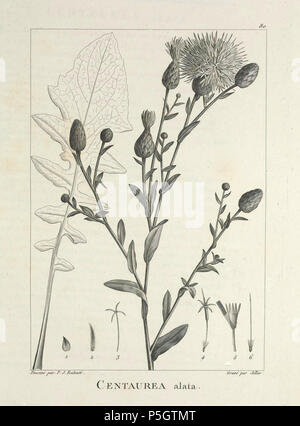 N/A. Español: Centaurea behen DC. (como Centaurea alata Lam.) en Ventenat, E.P., Description des plantes nouvelles et peu connues, cultivées dans le jardin de J.M. Cels, p. 80 [1]y pl. 80, 1802 [2] - 1: bráctea involucral externa, 2: bráctea involucral interna; 3: flósculo periférico, 4: flósculo interno, 5:idem con el limbo abierto , 6: pistilo de un flósculo interno. 1802. Ventenat, E.P 261 C.behen-Ventenat-1 Stock Photo