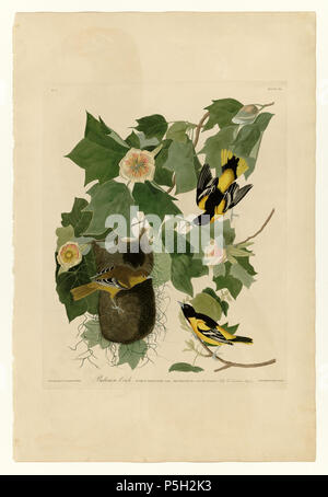 N/A. Plate 12 of Birds of America by John James Audubon depicting Baltimore Oriole. between 1827 and 1838.   John James Audubon  (1785–1851)       Alternative names Birth name: Jean-Jacques-Fougère Audubon  Description American ornithologist, naturalist, hunter and painter  Date of birth/death 26 April 1785 27 January 1851  Location of birth/death Les Cayes (Haiti) New York City  Work location Louisville, New Orleans, New York City, Florida  Authority control  : Q182882 VIAF:14765625 ISNI:0000 0001 1040 5229 ULAN:500016578 LCCN:n79018677 NLA:35010139 WorldCat 15 12 Baltimore Oriole Stock Photo