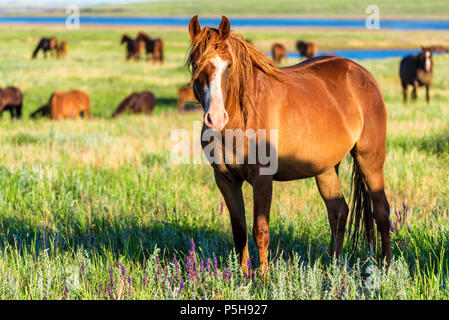 Wild horses grazing on summer meadow Stock Photo