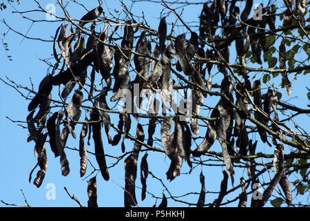 Bean pods of Honey Locust tree Stock Photo