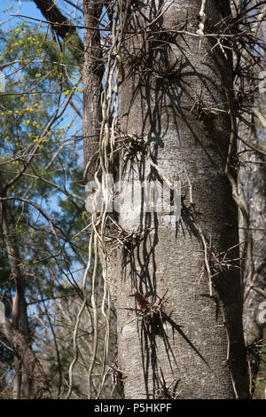 Thorns of Honey locust tree (Gleditsia Triacanthos) Stock Photo